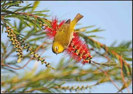 绿羽映红枝——绣眼俏立枝头