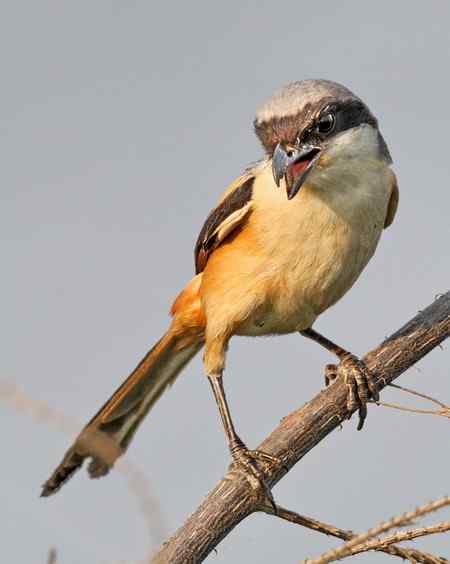 棕背伯劳展风采