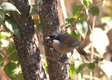 越南观鸟 特色鸟类多