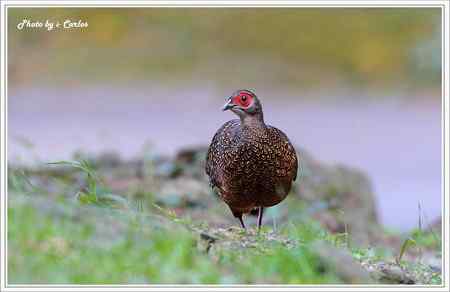 台中大雪山瑰寶——蓝腹鹇、帝雉 台中大雪山瑰寶——蓝腹鹇、帝雉