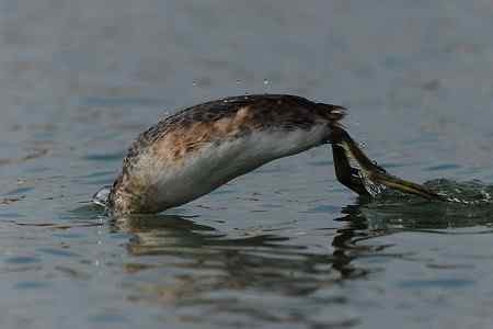 今年首拍凤头鴄鹈!