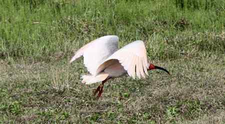 朱鹮白鹭一家亲