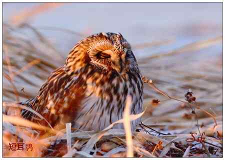 京城猛禽【组图】 京城猛禽【组图】