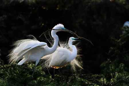 拍不够的象山鹭