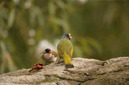 领雀嘴鹎的食姿