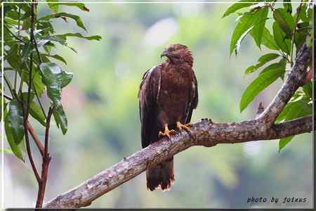 2010雨中的蜂鷹【美图】