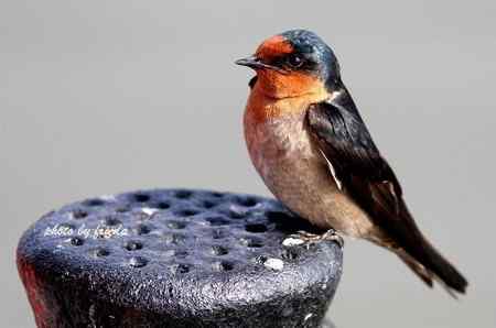 随团出游在台湾拍的鸟