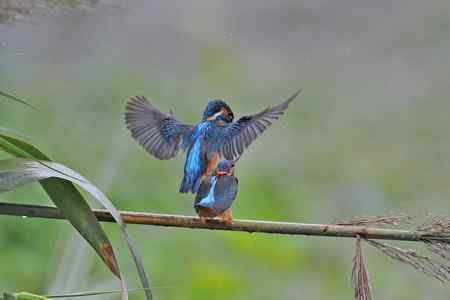 翠鸟的甜蜜爱情