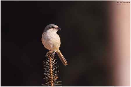 2010年春节云南度假拍鸟记录
