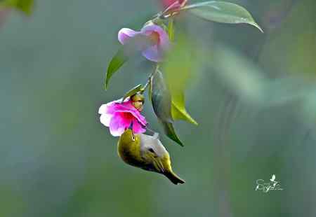 春天杭州的一组林鸟