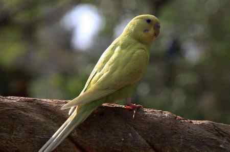 海南热带飞禽世界鹦鹉照片30片