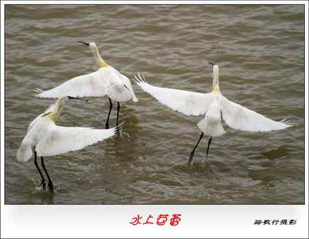 白琵鹭---水上芭蕾