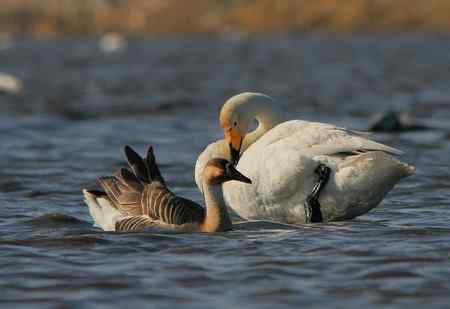 天鹅向鸿雁送“秋波”