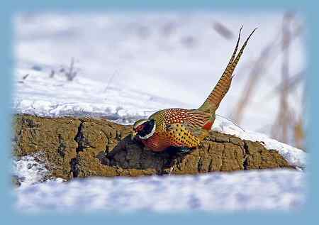 雉鸡画外音——活受罪,不如死了好!