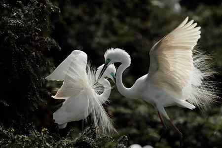 象山大白鹭----求偶
