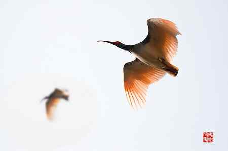 野生朱鹮种群扩大