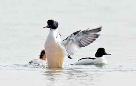 昆明湖中的秋沙鸭