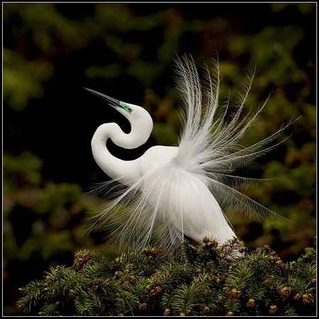 白鹭又到开屏时