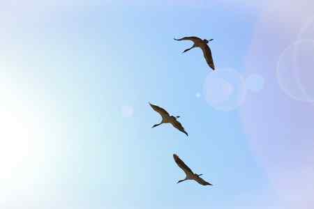 鹤舞高原：三大国宝之一