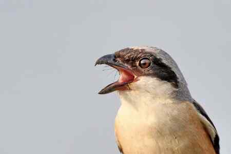 综背伯劳大头贴