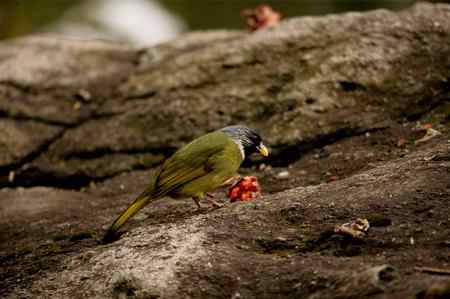 领雀嘴鹎的食姿