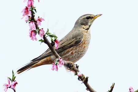 桃花雪后拍鸟忙