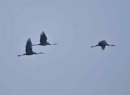 走进鄱阳湖观鸟【组图】