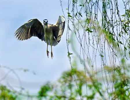 泉城明湖春天的夜鹭