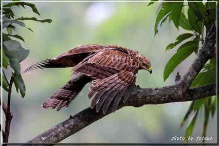 2010雨中的蜂鷹【美图】