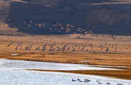 云贵寻鹤行   云南昭通大山包篇