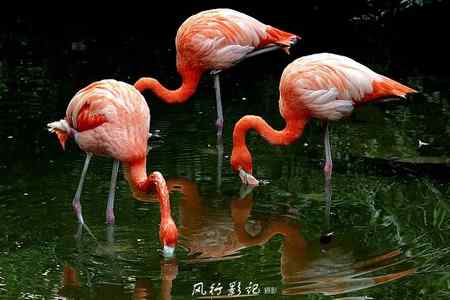 曲线美——火烈鸟