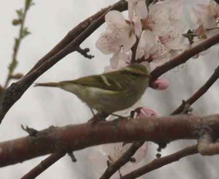 黄眉柳莺逆光拍摄