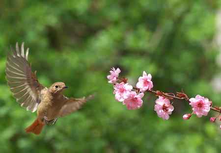 花开北红来（附红肋）