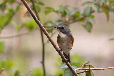 花枝上的靓女俊男（雌雄红胁蓝尾鸲）