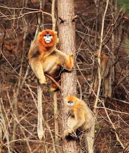 拍鸟拍到了川金丝猴