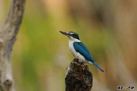 西馬观鸟行 西馬观鸟行