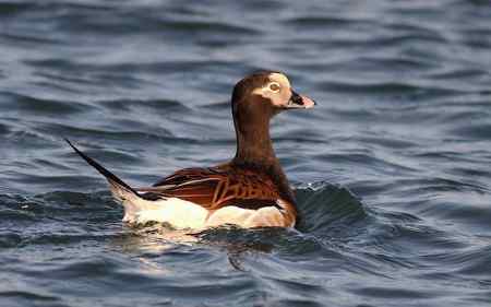 漂亮的繁殖羽长尾鸭