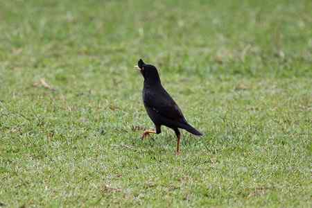 草地上的八哥，跑啥？