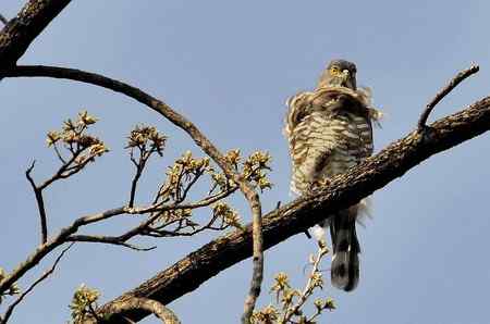 云南的百花岭是鸟的天堂