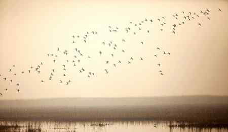 在天津大港湿地拍鸟观鸟
