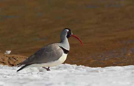 忻州牧马河的鹮嘴鹬