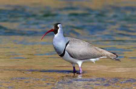忻州牧马河的鹮嘴鹬