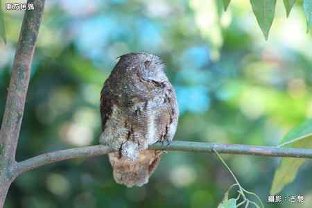 東方角鴞照片