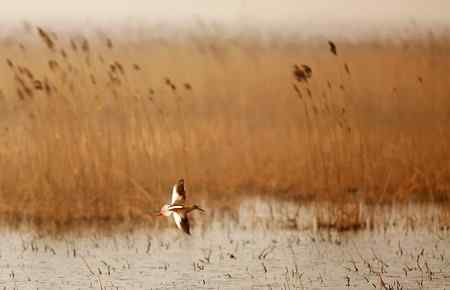 在天津大港湿地拍鸟观鸟