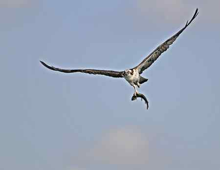 鱼鹰小集（Osprey）
