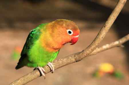 海南热带飞禽世界鹦鹉照片30片