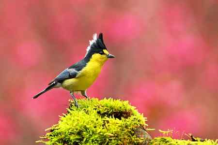 黃山雀賀新禧 台湾特有鸟类