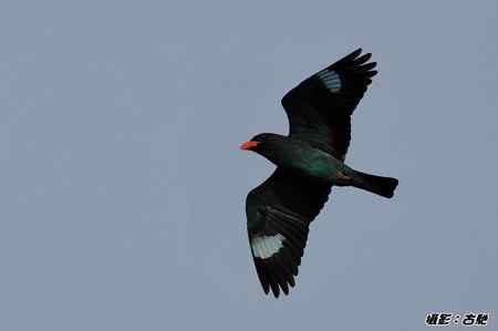 西馬观鸟行 西馬观鸟行