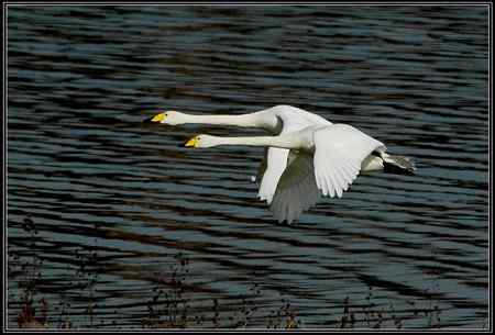 三门峡天鹅   双飞