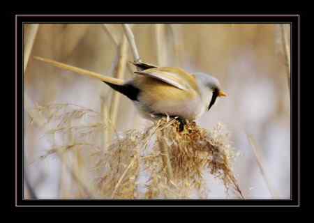 文须雀,为之守候多天